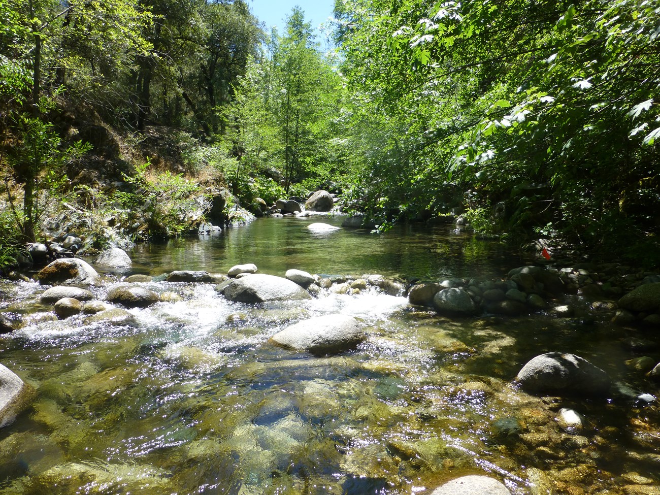Shallow, wide stream with green vegetation on its banks.
