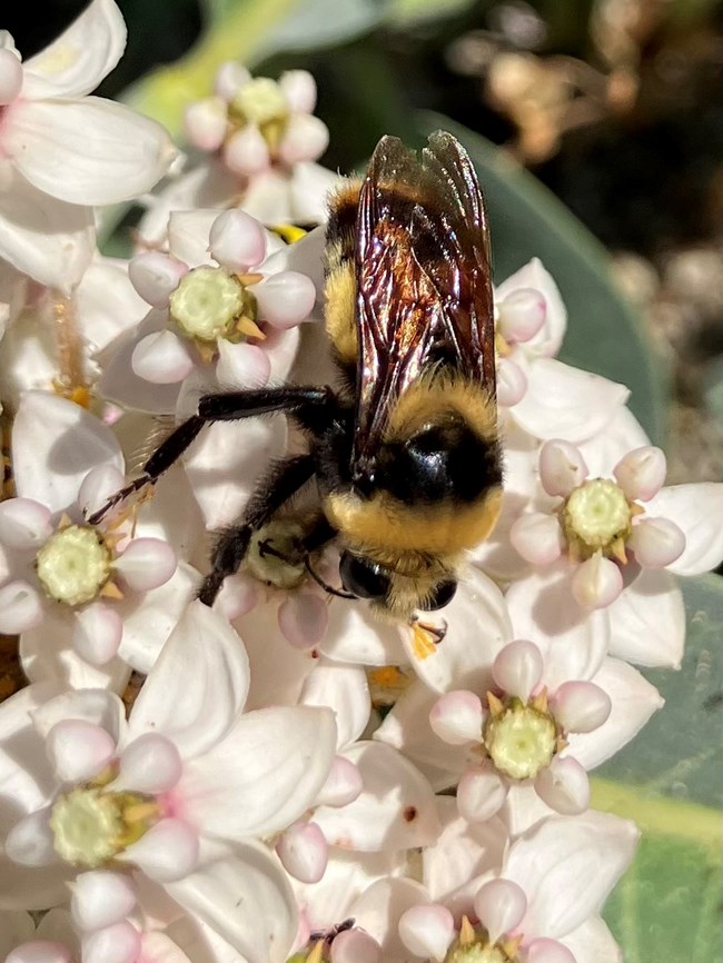A bee on a flower.