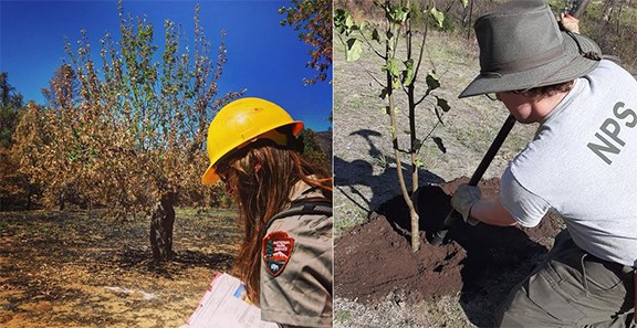 Left: A park employee assesses the post fire impacts to an historic apple tree one month after the 2018 Carr Fire. Right: A park employee plants an apple seedling after the Carr Fire in 2021. Left: A ranger wearing a hardhat and holding clipboard stands in burned orchard. Right: a ranger digs earth next to a small tree.