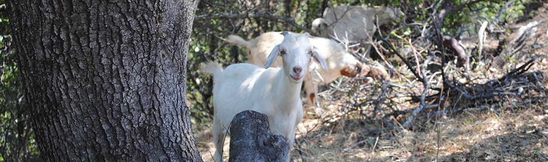 Goats are helping with fuel reduction in the historic district White goats browse in a brushy, wooded, area.