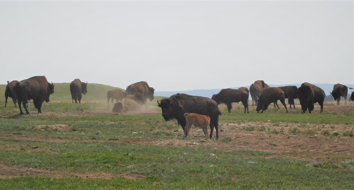 Herd of bison in a field