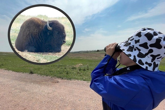 Visitor looking through binoculars with an additional image zoomed in on a bison