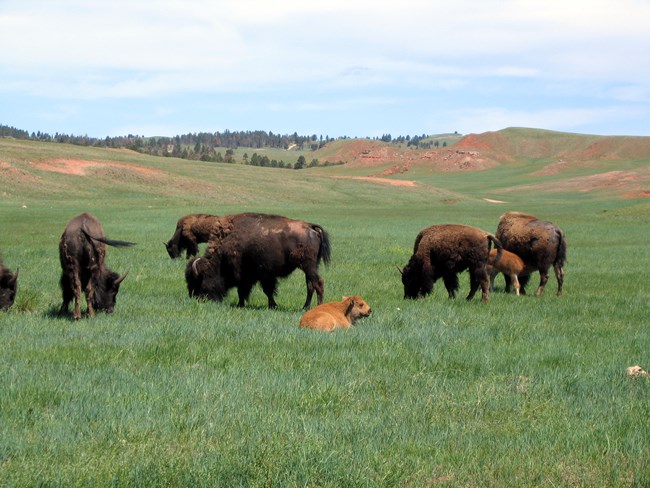 A herd of 6 adult bison and 2 calves grazing in a green prairie.