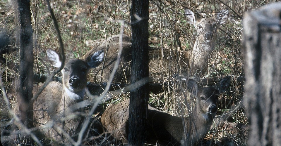 White-tailed deer Close up of three deer looking at the camera through small tree trunks and undergrowth in a forest.