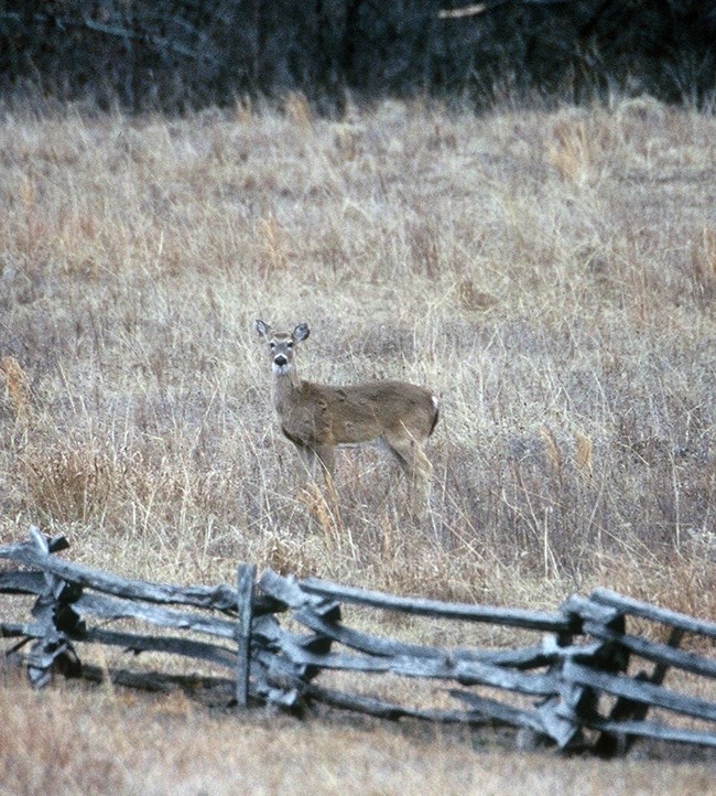 A white-tailed deer standing in a field of browned up vegetation next to a wood fence.