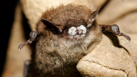 Gloved hand holding a Little Brown bat with white fungus on its nose.