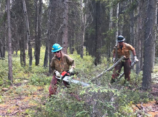 Two wildland firefighters use chainsaws to cut down and chop up evergreen trees.
