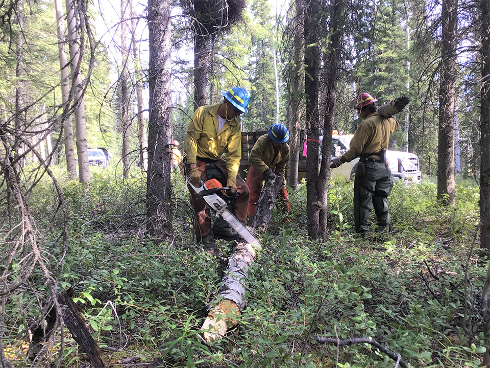 Three firefighters cut felled trees with a chainsaw and carry off debris.