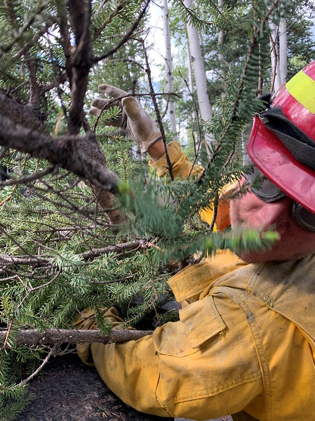 Close-up of firefighter loading limbs onto a trailer.