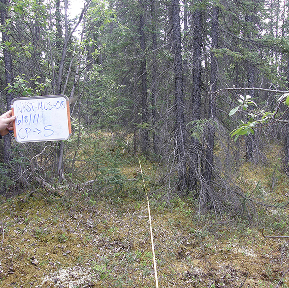 A monitoring plot in a forest, shown before any treatment is done.