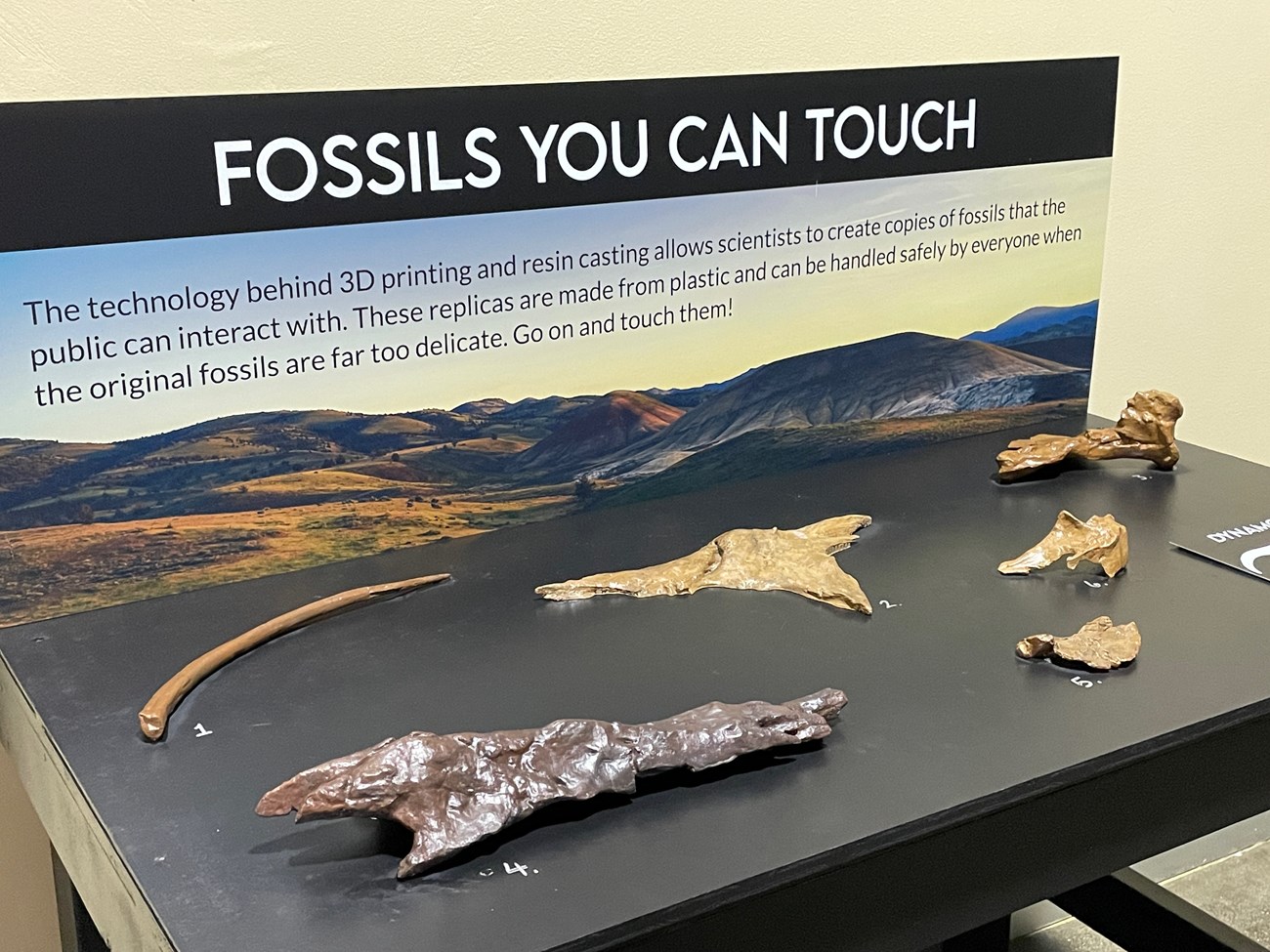 Photo of fossil replicas on display in a visitor center.