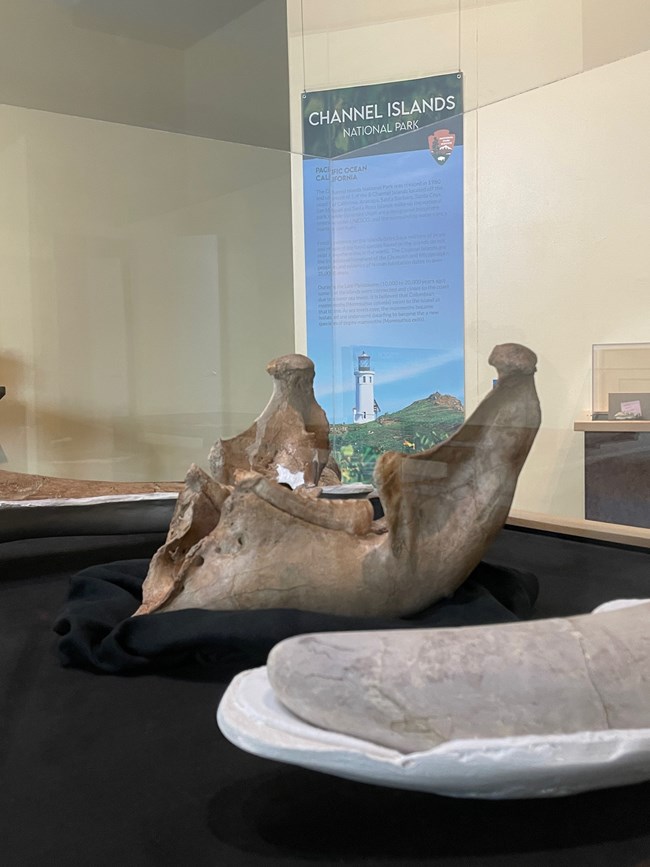 Photo of a fossil jaw bone in a clear display case.