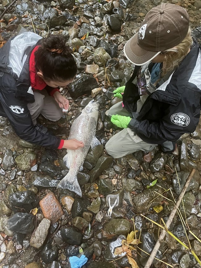 Two people kneeling on either side of a large, light-colored salmon carcass. One plucks a scale from the fish as the other holds other collection tools at the ready.