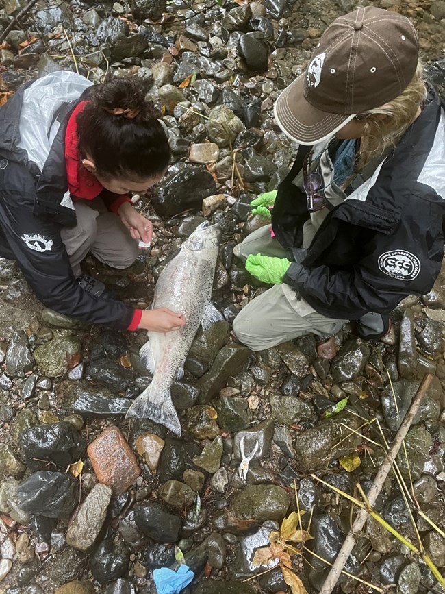 WSP members collect a scale sample from a female Chinook salmon carcass Two people kneeling on either side of a large, light-colored salmon carcass. One plucks a scale from the fish as the other holds other collection tools at the ready.
