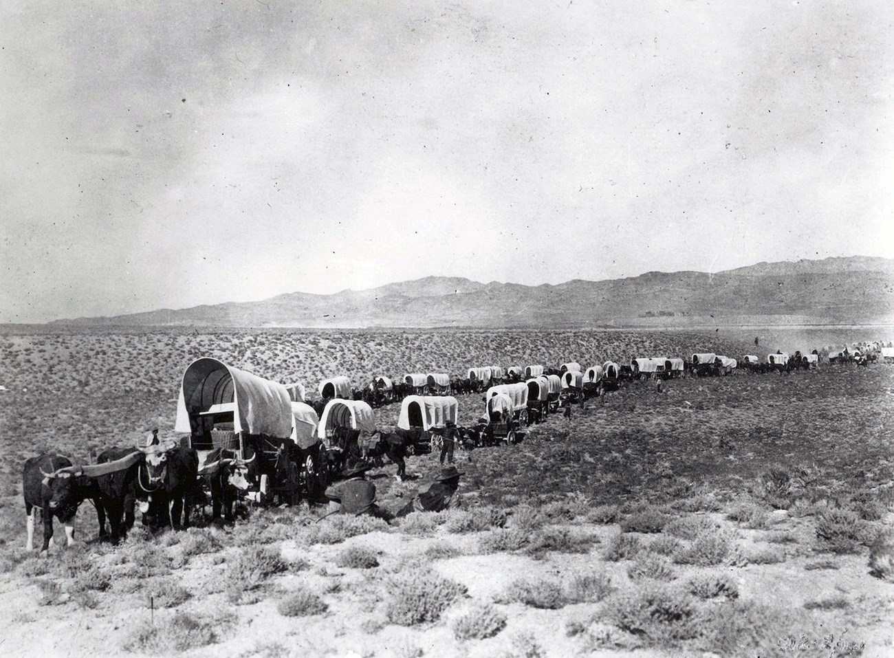 Wagon train Two long parallel wagon trains of nearly 30 horse-drawn covered wagons meanders through desert, mountains in distance.
