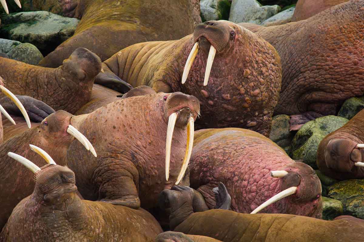 Walrus hauled out.