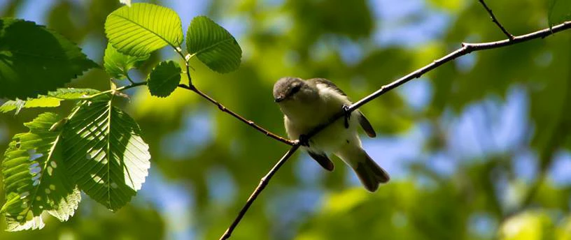 Warbling vireo A bird with a yellow breast and belly and brownish head, back, wing, and tail feathers perched on a branch.