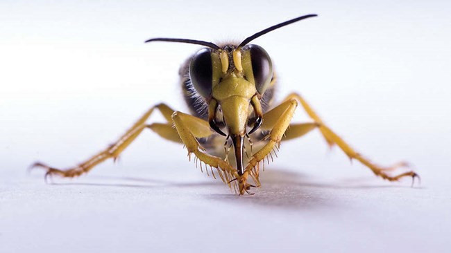 This wasp was one of 22 species in the Crabronidae family (the most species of any taxa) found during the Great Basin Hymenoptera bioblitz.