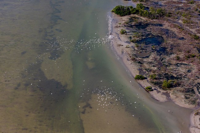 An aerial view of the coastal Everglades. On the left, white birds dot the sky about water. To the right is a sandy area with some bushes.