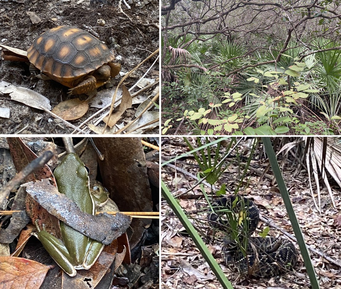 a frog, a turtle, a snake and palmetto plants