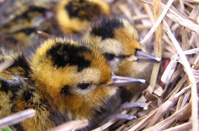 Two tiny shorebird chicks in a nest.