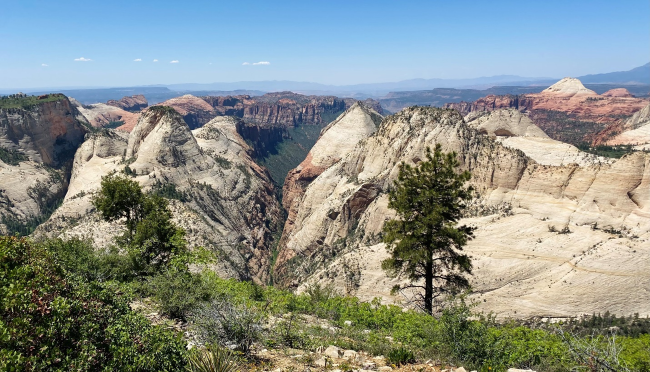 Sweeping view from Zion’s West Rim Trail reveals dramatic slickrock formations and forested canyons. Pine tree in foreground overlooking slickrock canyons and cliffs.