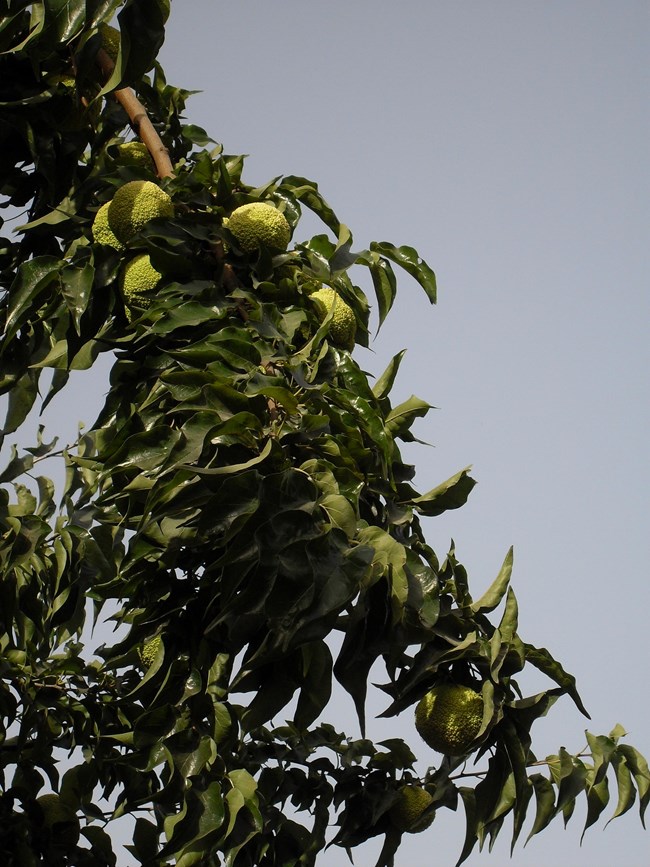 An Osage Orange Tree An Osage Orange Tree