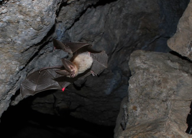 Western Big-Eared Bat A Western Big-Eared Bat leaves her pup at a cave roost to forage for the night.