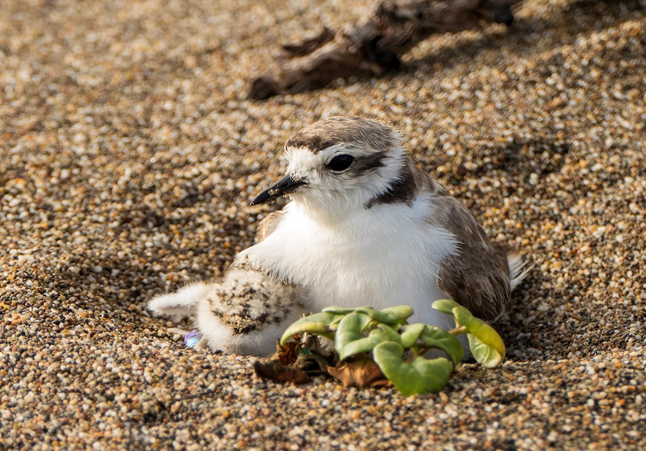 Western snowy plover and chick A small beige and white bird with long black beak and big dark eyes covers a chick as she sits in a sand scrape next to a green plant.
