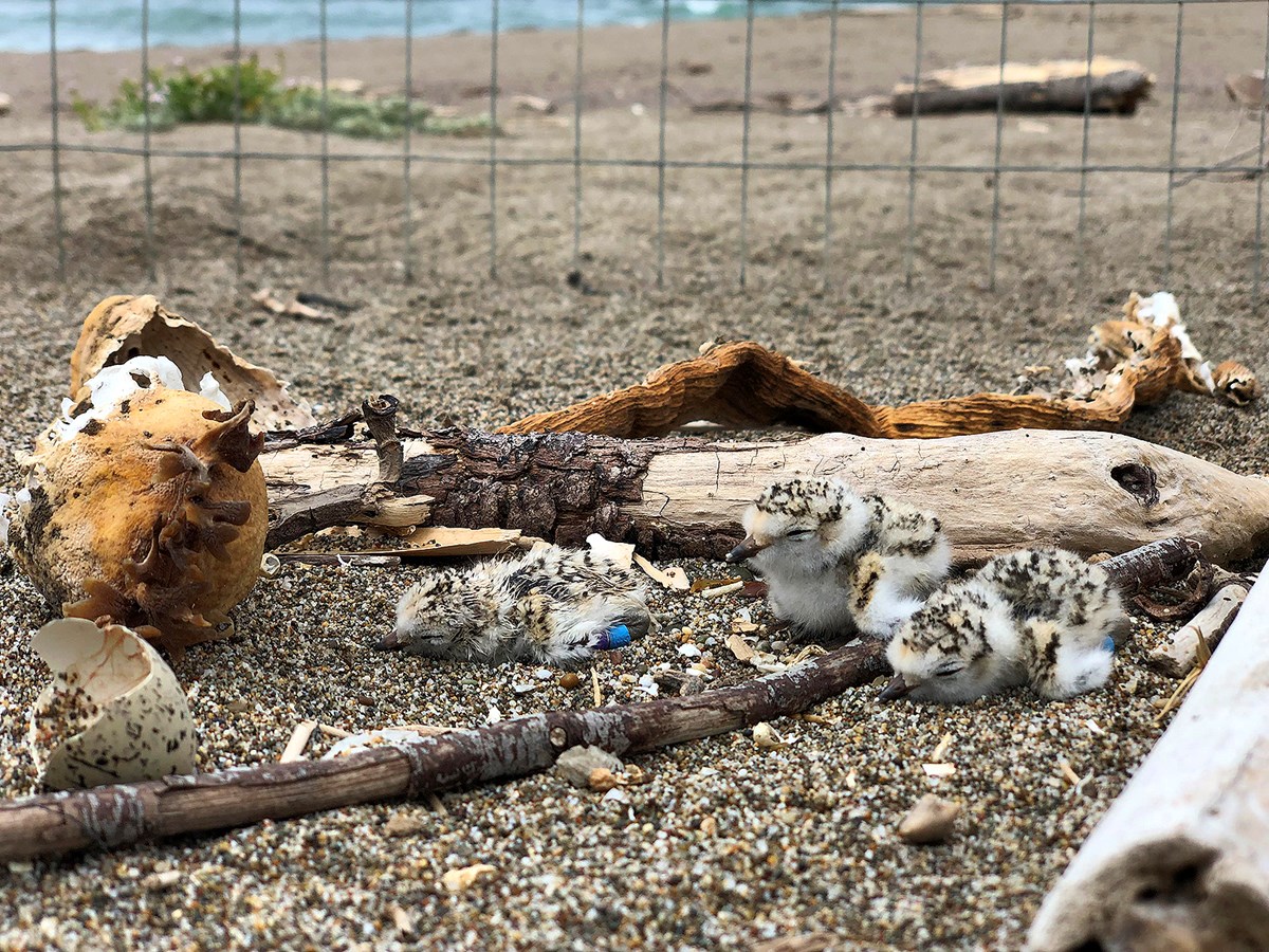 Three small, fluffy little birds with undeveloped wings and dark brown, beige, and white feathers lie on sand inside wire fencing. Some driftwood and broken shells are next to them.
