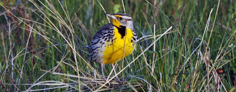 A yellow-breasted bird with a black bib, yellow over its eye and under its long, thin bill, and black and white mottled back, wings, and head.