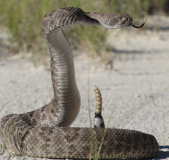 Western Diamondback Rattlesnake Coiled rattlesnake on sand with its rattle erect and tongue sticking out. Grass in the background.