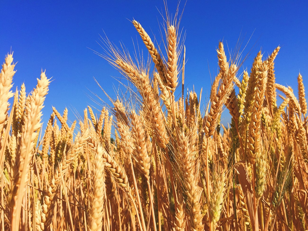 Melissa Askew Field of brown wheat crops with blue sky in background.
