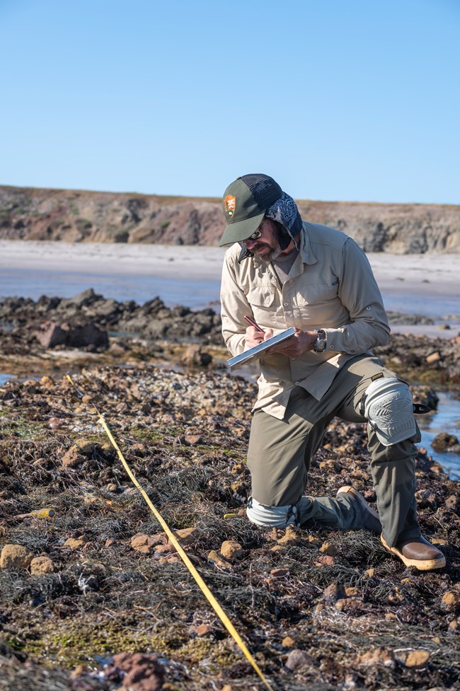 Marine ecologist takes notes in the intertidal zone
