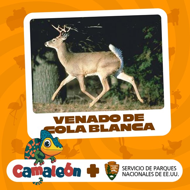 Camaleón episode: White Tailed Deer A white-tailed deer with antlers running, surrounded by an orange background. Under the image says "Venado de Cola Blanca." At the bottom of the graphic, the words "Camaleón + Servicio de Parques Nacionales de EE. UU.