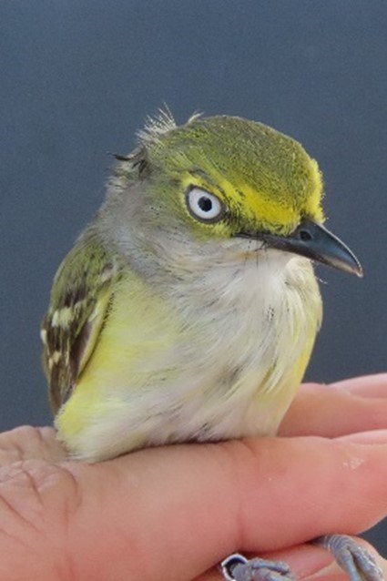 White-eyed Vireo White-eyed Vireo