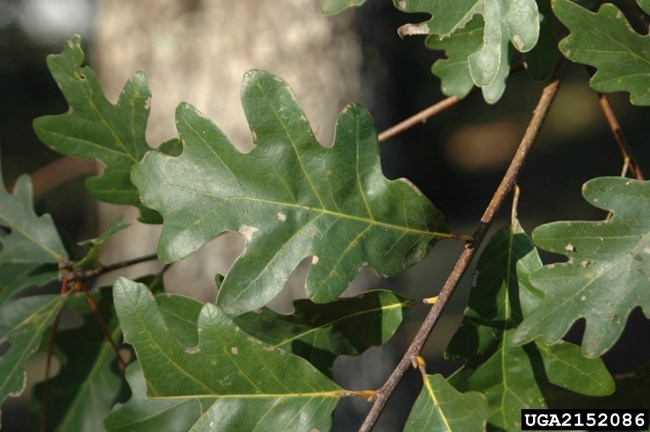 White oak (Quercus alba) leaf