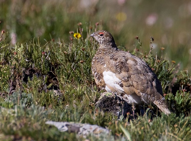 A white-tailed ptarmigan in summer plumage surrounded by low-growing tundra plants