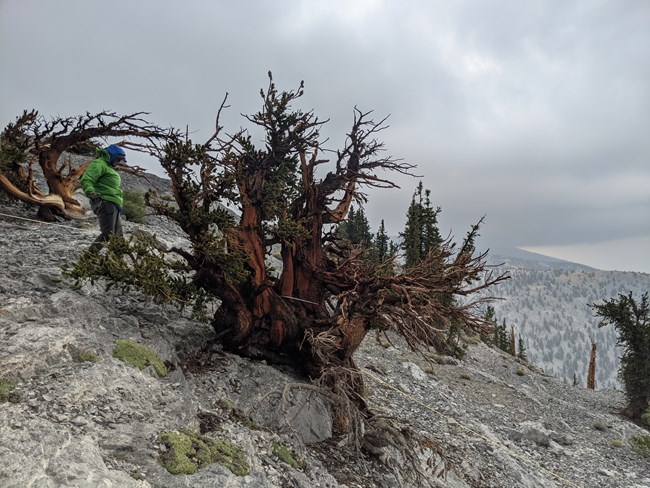 Bristlecone pine monitoring plot in Great Basin National Park Scientist walks along a plot meter tape toward a bristlecone pine, having multiple gnarles stems with sparse foliage, on a rugged, rocky slope.