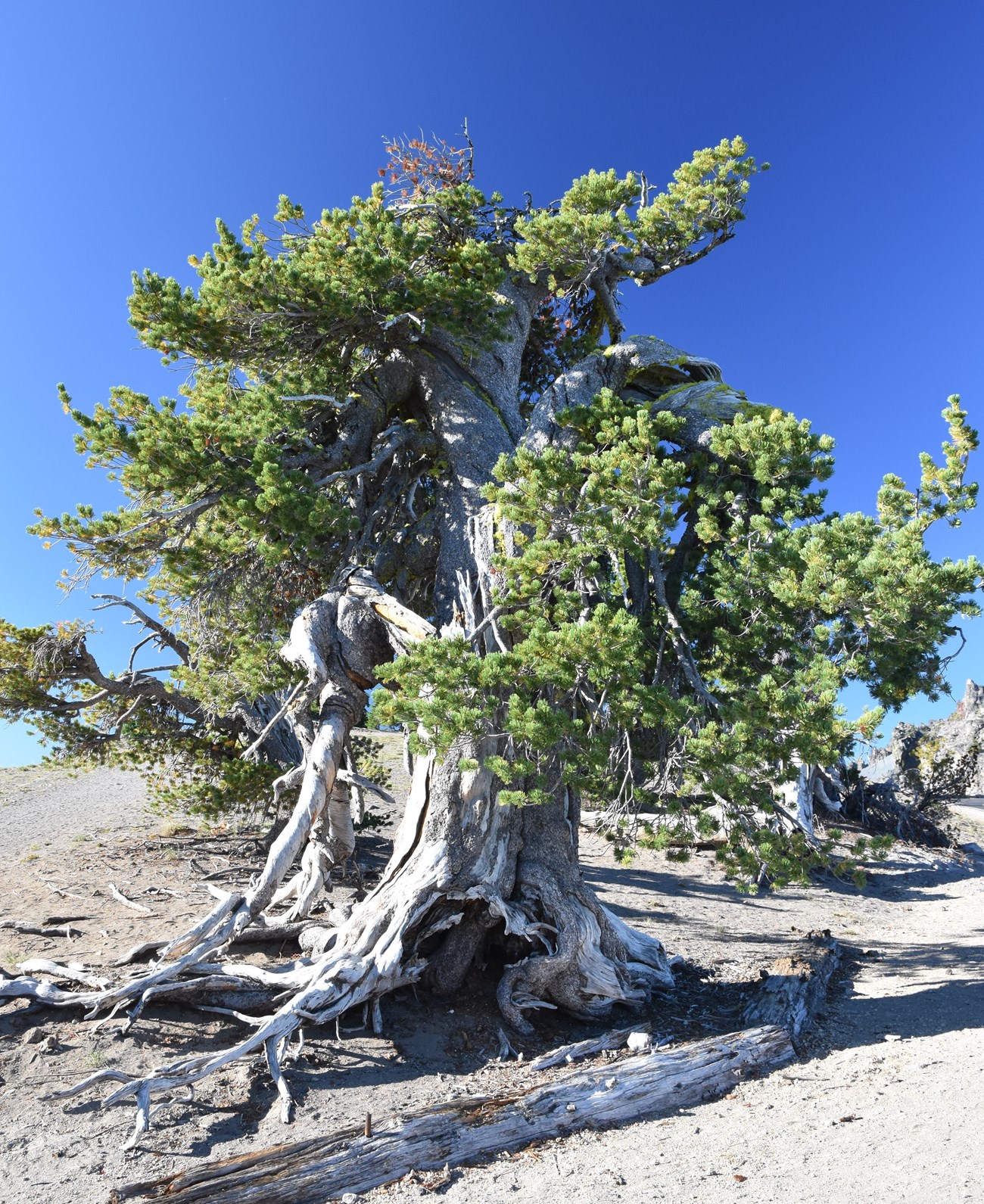 Old pine tree with large twisted trunk and green needles grows on a high ridge.