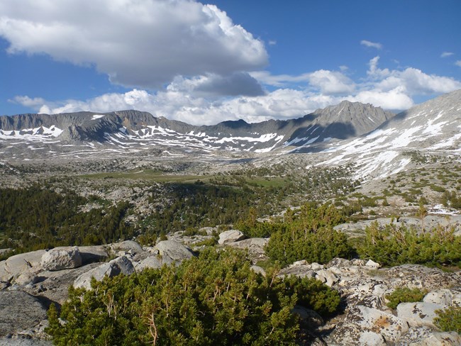 Krummholz (dwarfed) whitebark pine and view of distant granite peaks