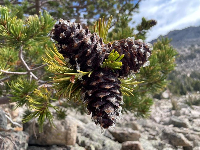 Whitebark Pine Recruitment in the Greater Yellowstone Ecosystem – Data  Summary of Monitoring in 2022 (U.S. National Park Service)