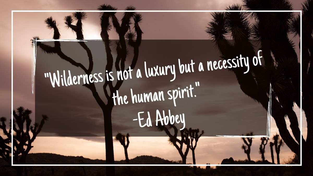 graphic with Joshua Tree in the background and text reads Wilderness is not a luxury but a necessity of the human spirit - Ed Abbey