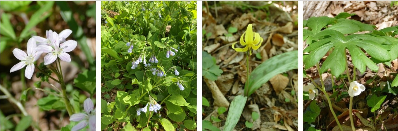 Four photos of native wildflowers at ROCR