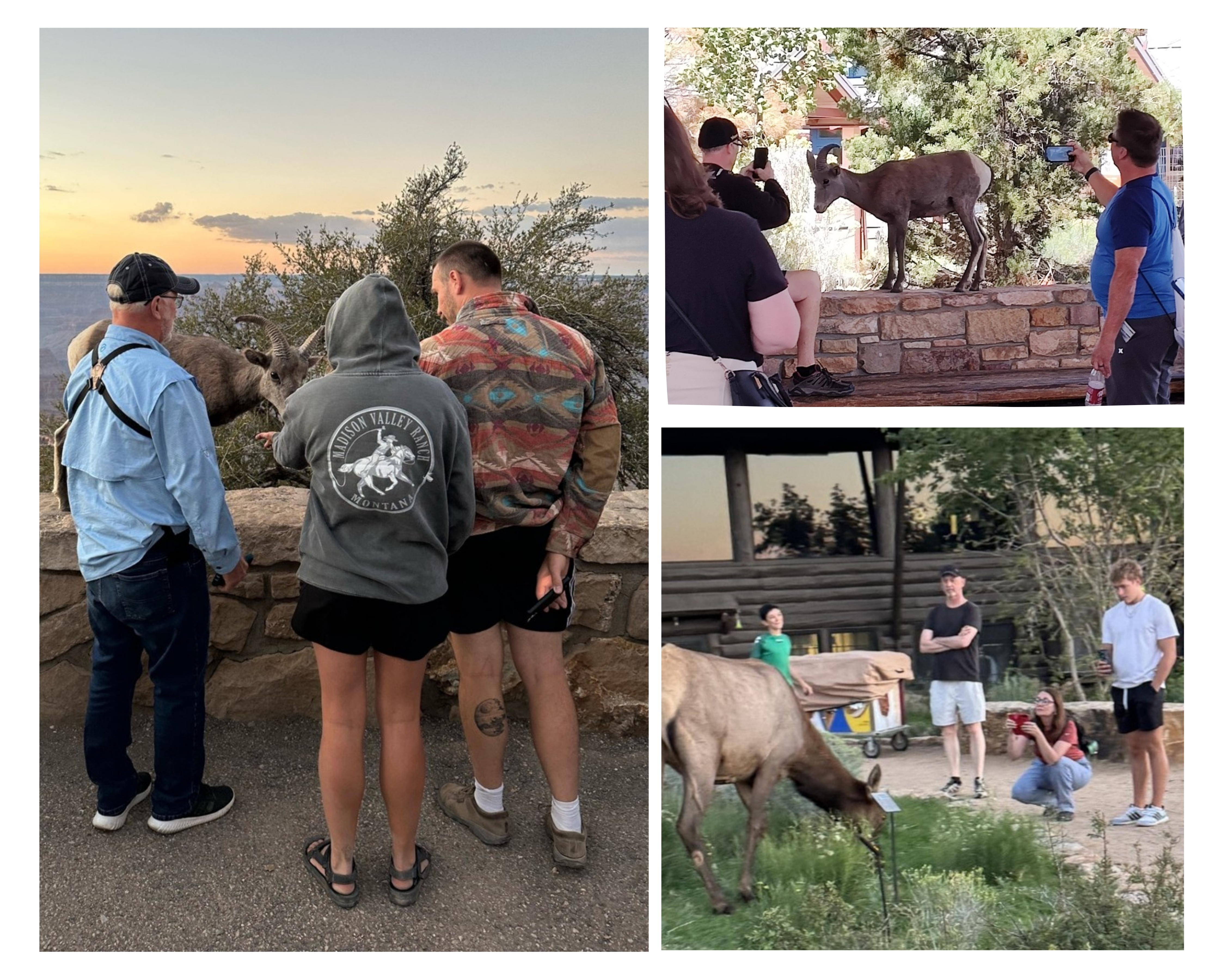 A series of three photos showing visitors approaching bighorn sheep and elk and photographing them from a close distance