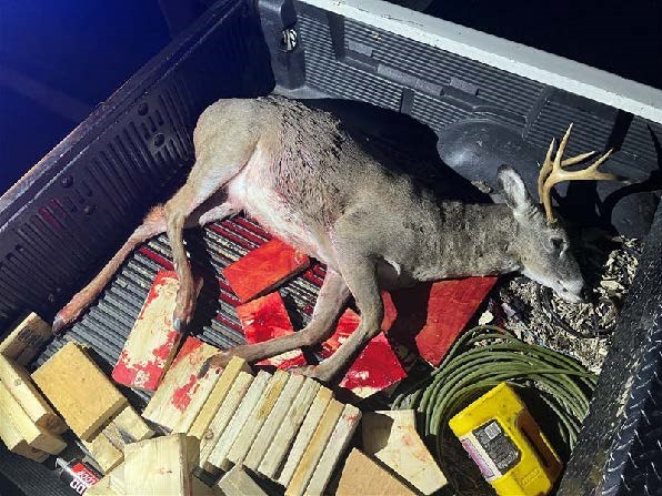A white-tailed deer in a pool of blood in the bed of a truck