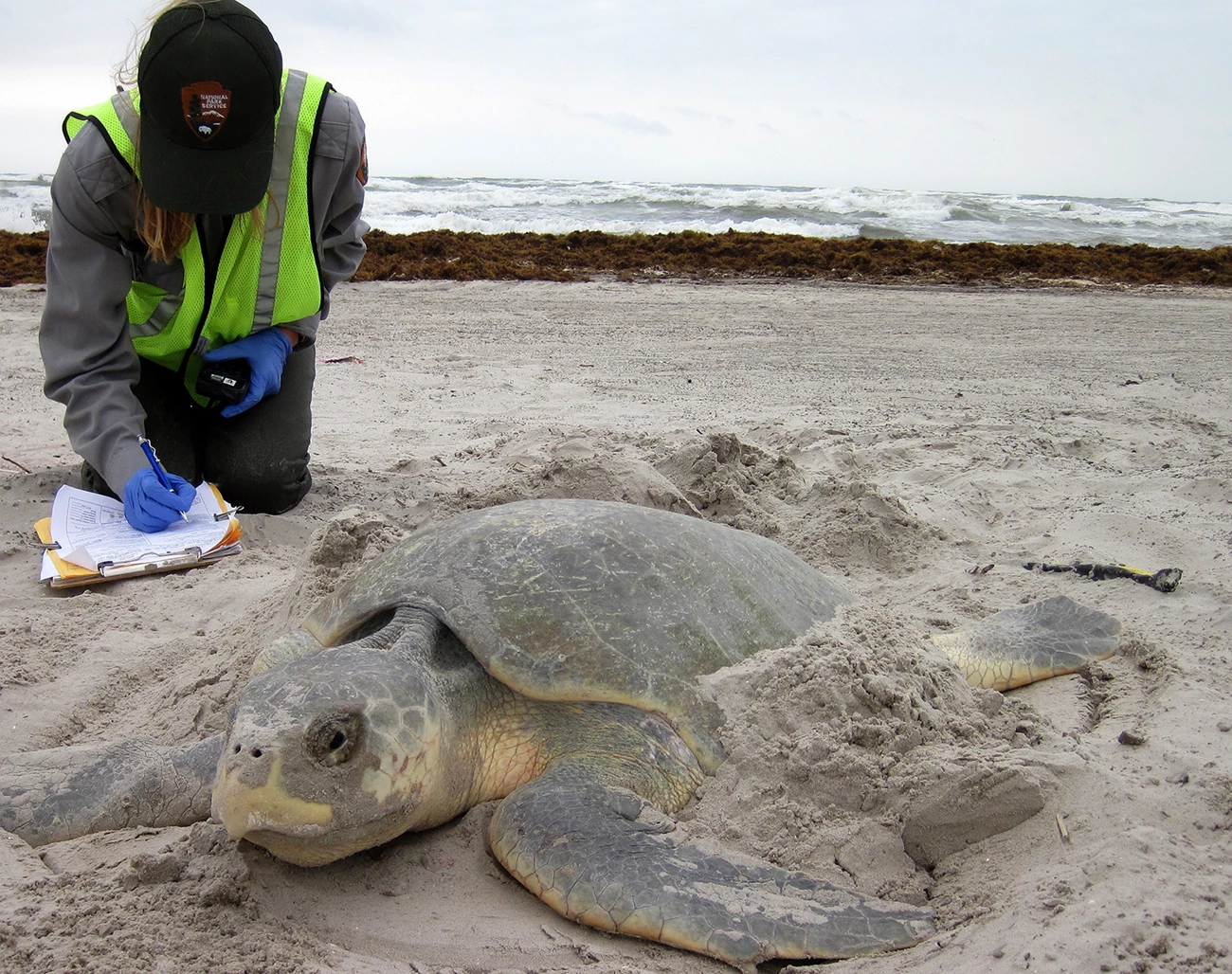 Wildlife biologist Donna Shaver with nesting Kemp's ridley sea turtle Wildlife biologist Donna Shaver with nesting Kemp's ridley sea turtle
