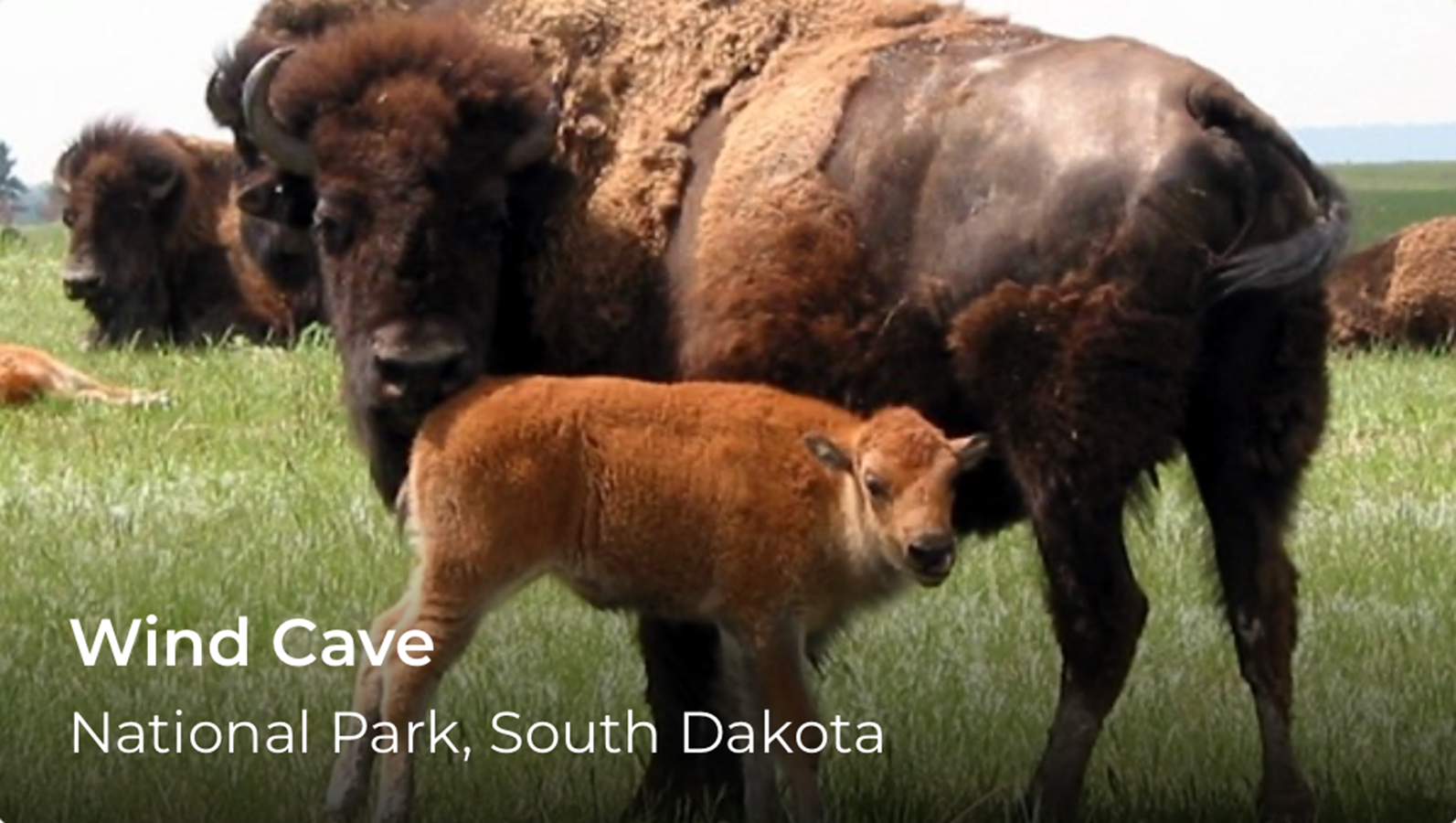 An adult and young bison. Words over the image read, Wind Cave National Park.