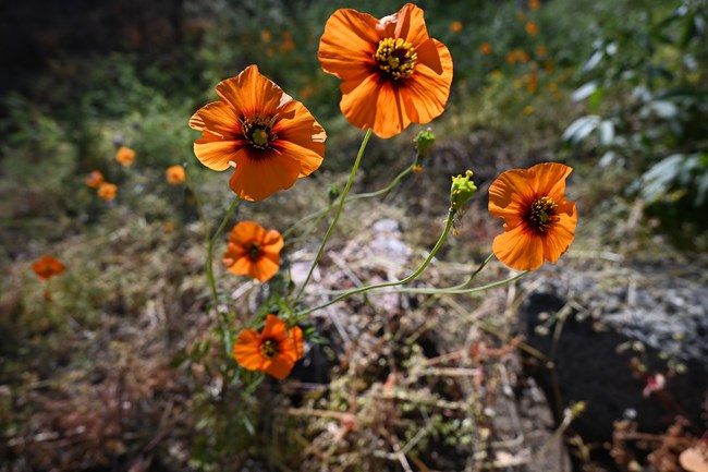 Closeup photo of five bright orange wind poppies - orange flower petals with a brown center.