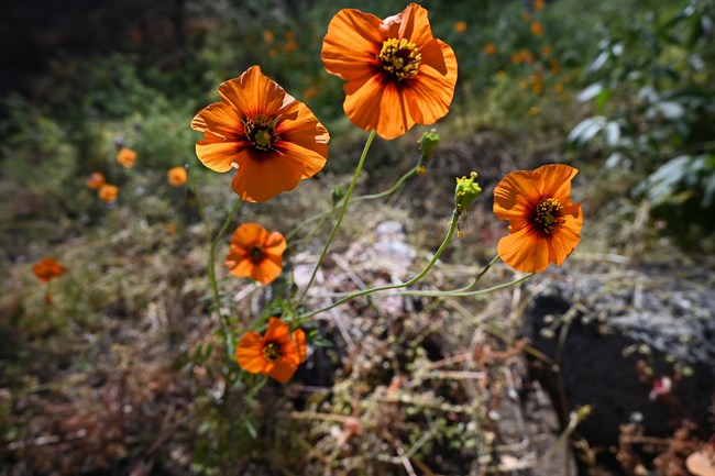Wind poppies in Sequoia National Park foothllls Closeup photo of five bright orange wind poppies - orange flower petals with a brown center.